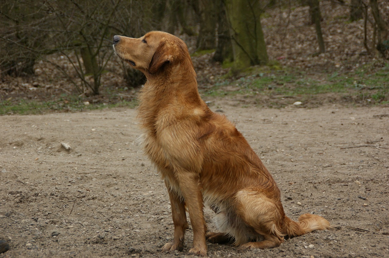 Dermatitis canina: síntomas, causas, tipos y tratamientos