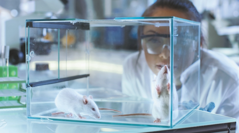 Australia prohíbe dos métodos de investigación médica que utilizan animales, ¿cuáles?