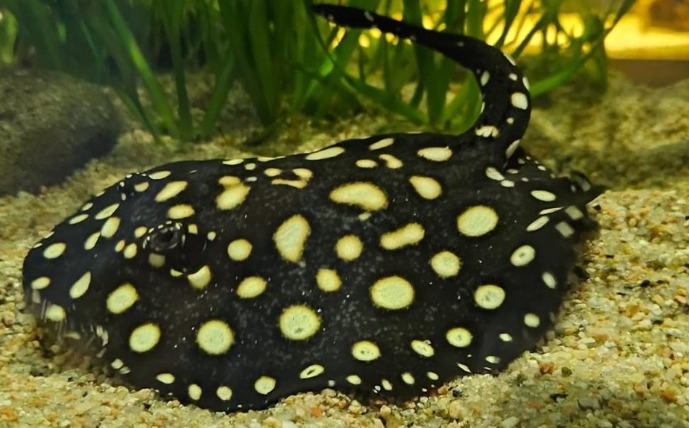 Cierran acuarios en Argentina por vender especies marinas protegidas