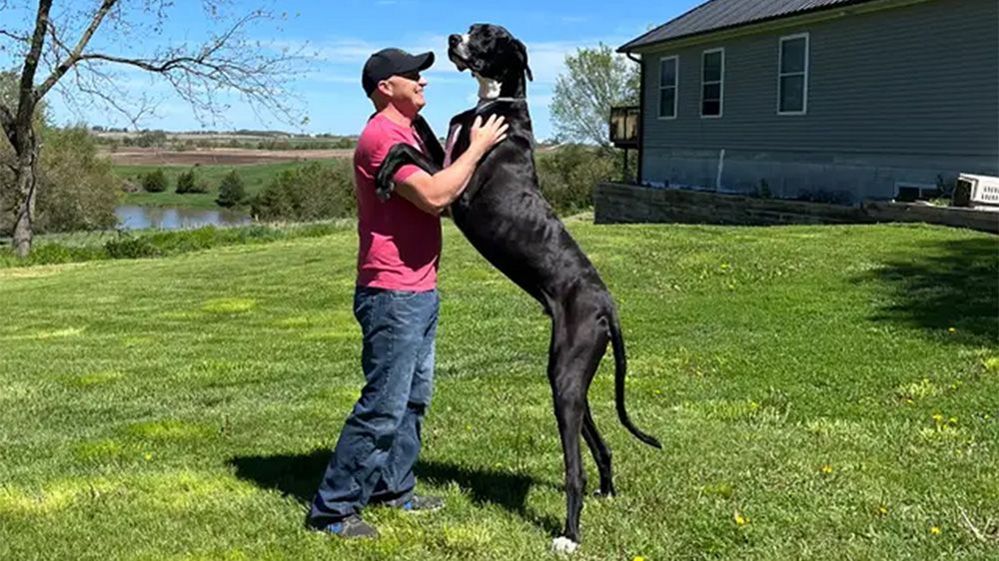 Kevin, el perro más alto del mundo, según Guinness World Records.