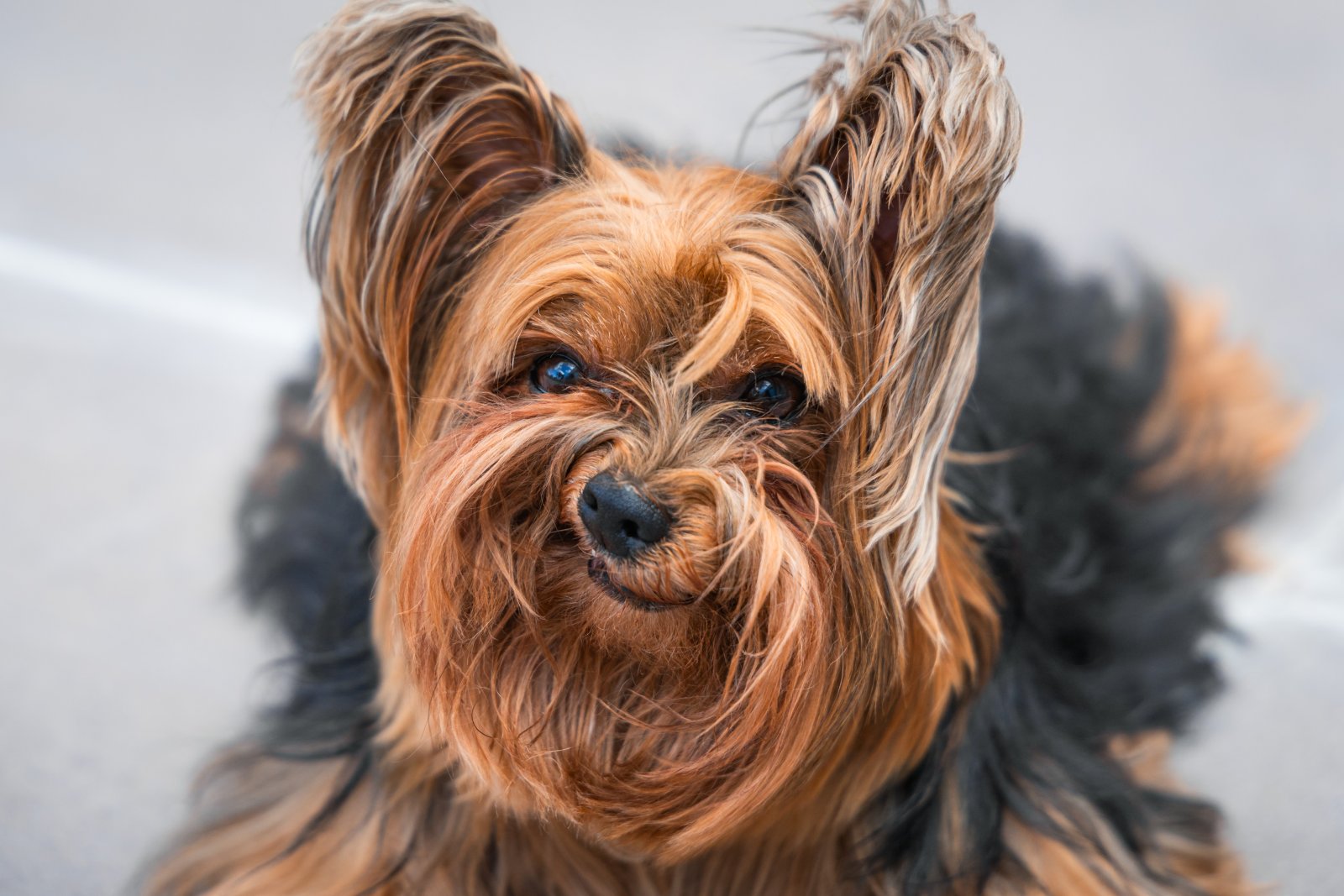 "Grumpy Dog" by Luiza Ribeiro