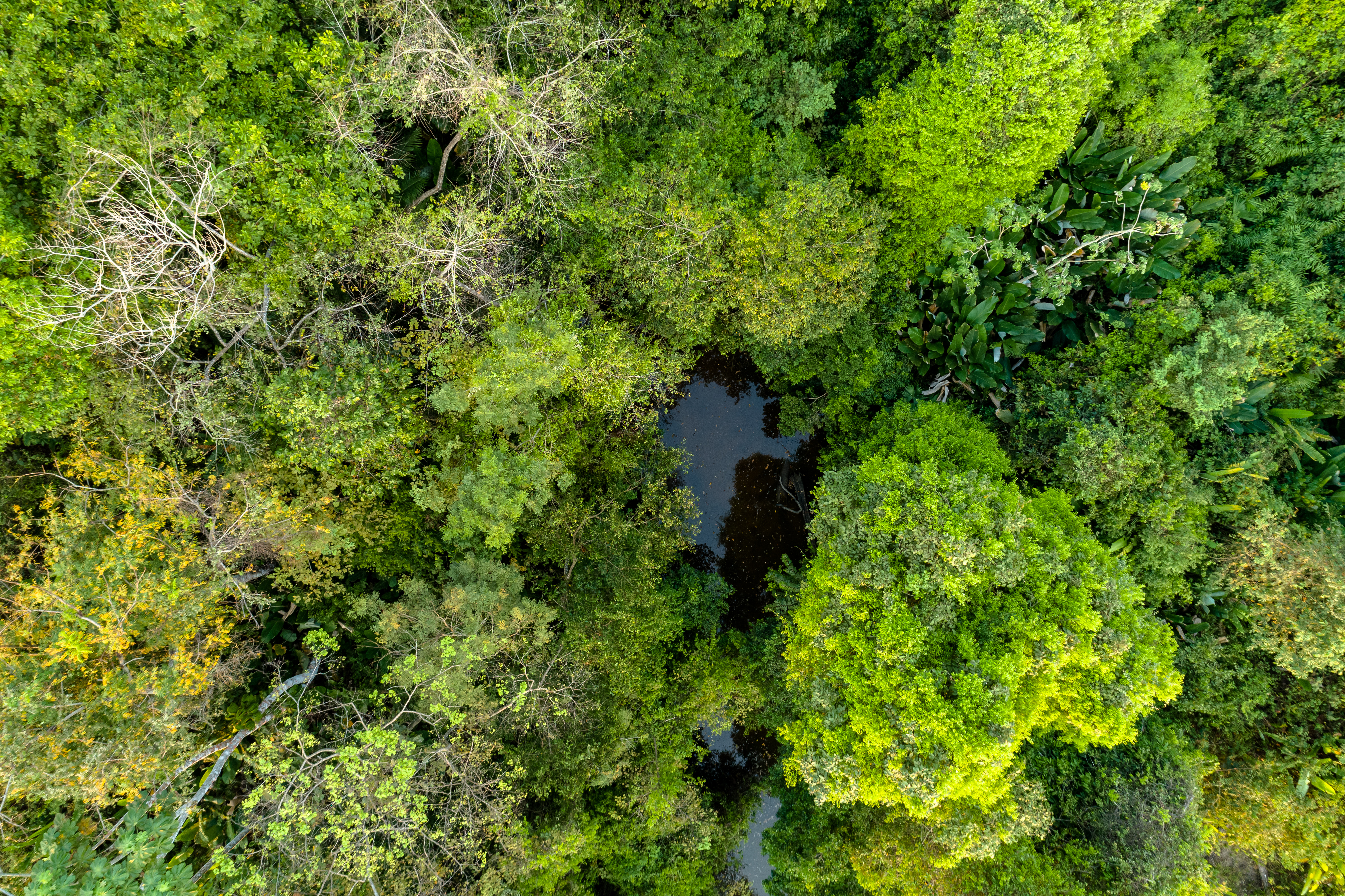 Diagnósticos biodiversos: El camino para una conservación efectiva