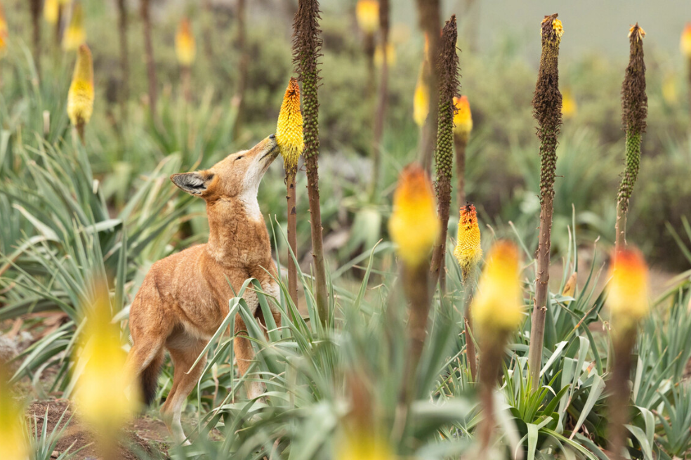 El lobo etíope sería el primer gran carnívoro polinizador