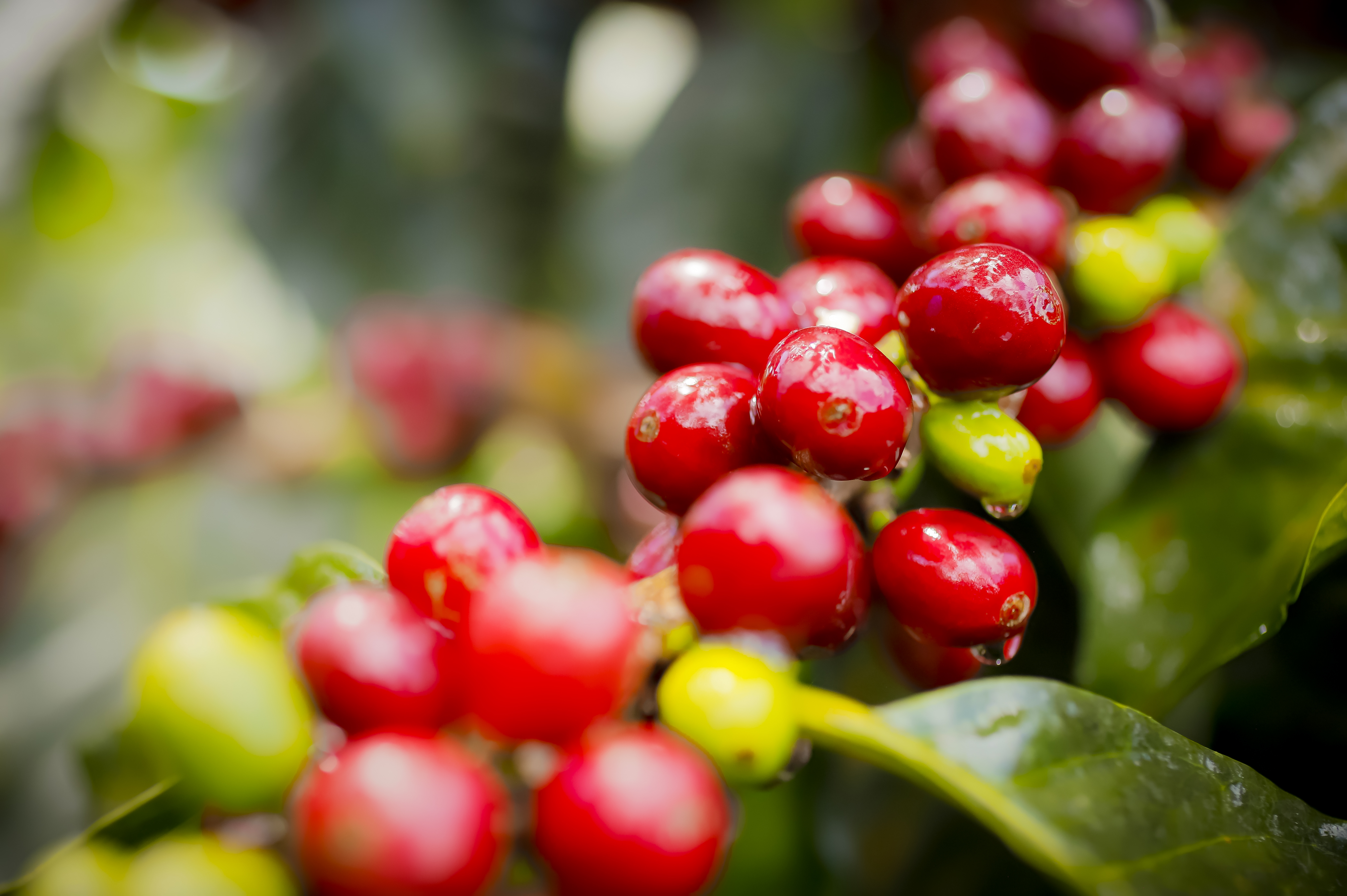 La libra de café huilense ya superó los 65 dólares en subastas nacionales.