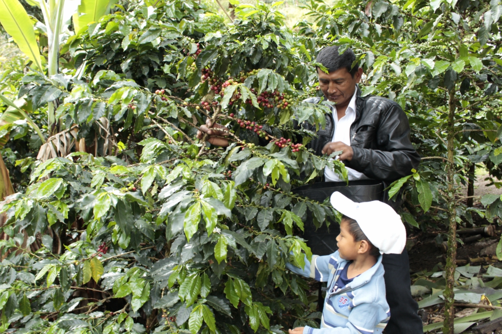 Indígenas, afros y campesinos del Cauca exportan café por primera vez a Alemania y Australia