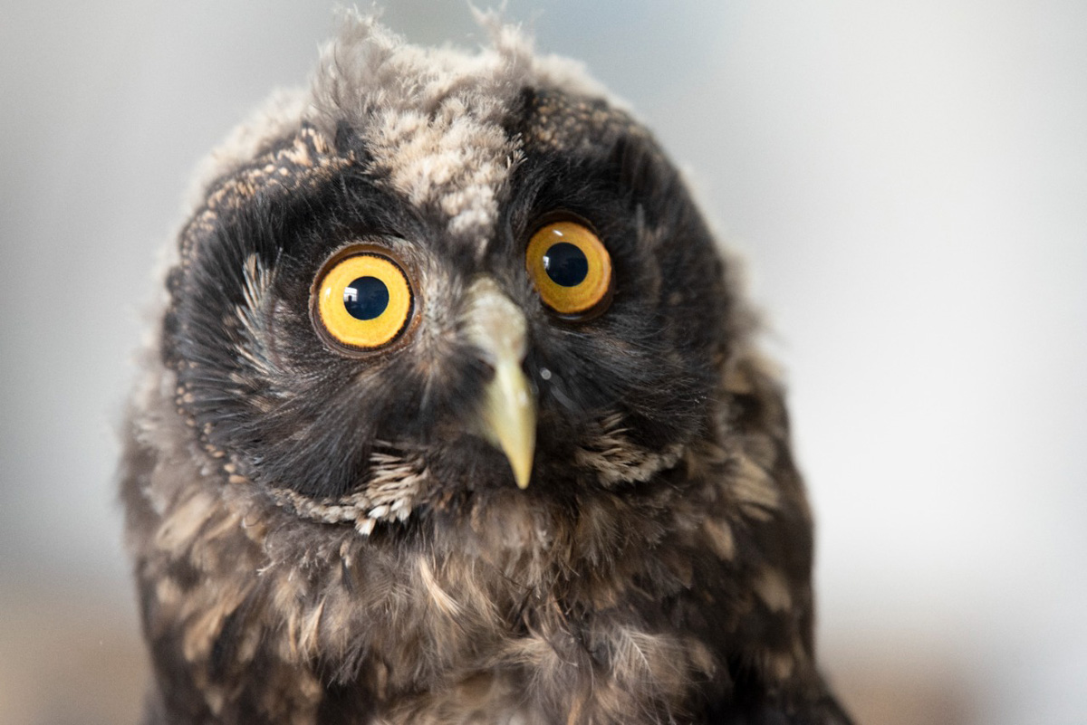 Muerte, alas y patas astilladas: estragos de la pólvora decembrina en las aves