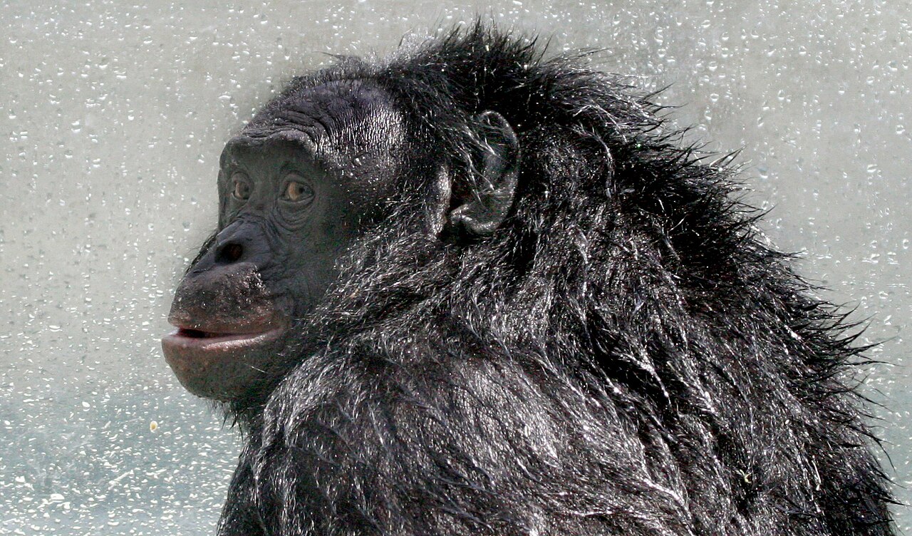 Kanzi, el famoso bonobo que hablaba con símbolos, fallece a los 44 años
