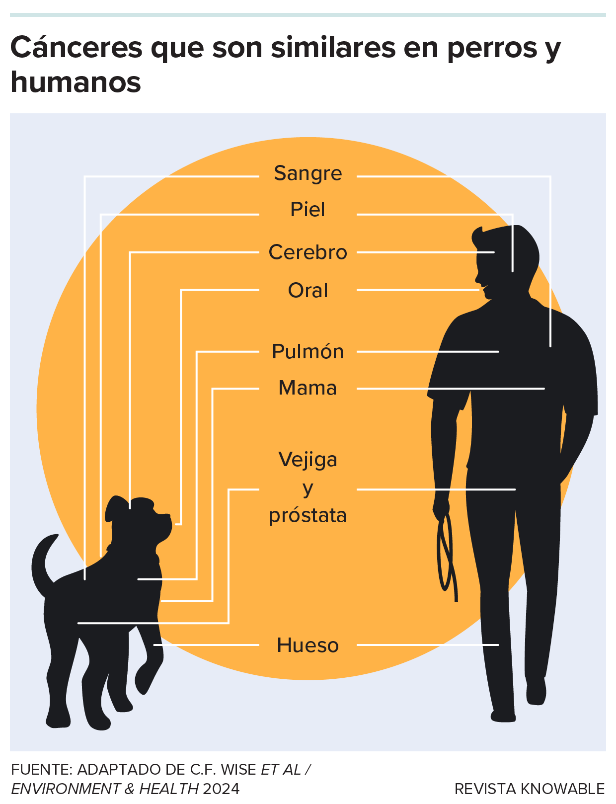 Los cánceres indicados aquí muestran similitudes subyacentes entre perros y personas. Algunos, como los cánceres de sangre, pulmón, mama y vejiga, pueden tener factores de riesgo ambientales compartidos.