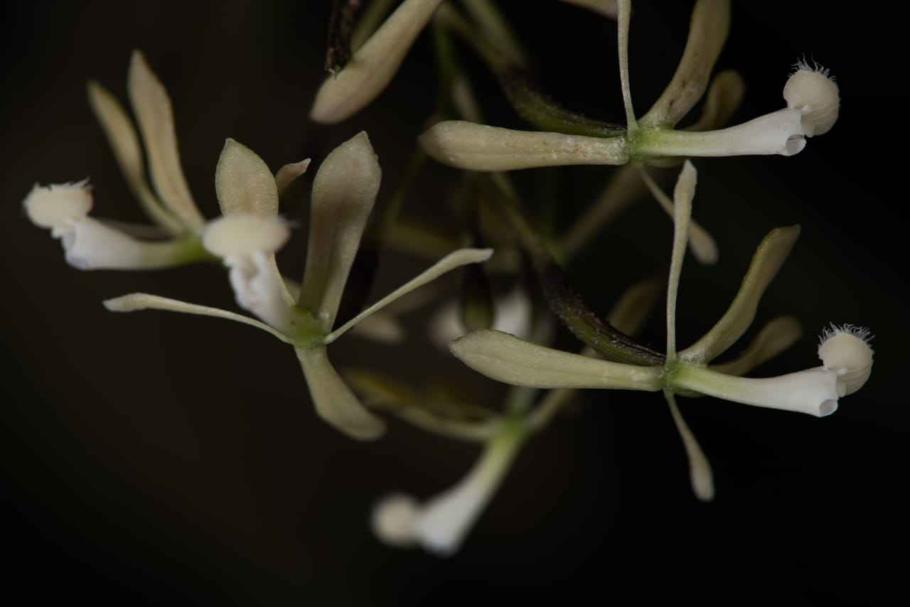 Orquídeas descubiertas