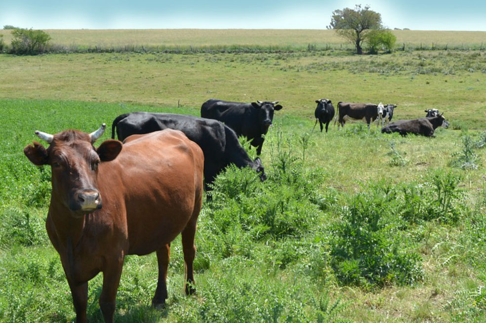 Cuatro países suspenden importación de carne colombiana por brote de fiebre aftosa