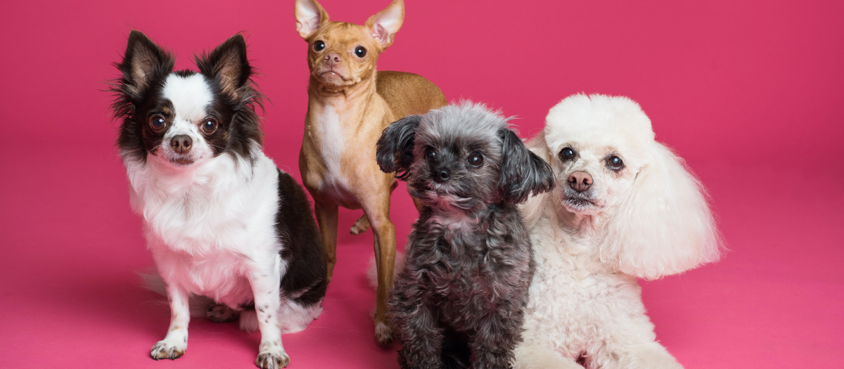 Todo lo que debe saber sobre la tenencia de mascotas en conjuntos residenciales