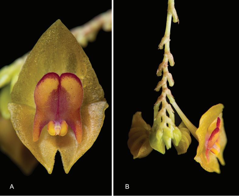 Lepanthes margaritamarinoana: Honra a Margarita Marino de Botero, destacada ambientalista y pionera en la defensa del medio ambiente en Colombia. /Juan Sebastian Moreno y equipo