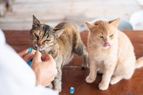 ¿Cómo hacer churu para gatos en casa?