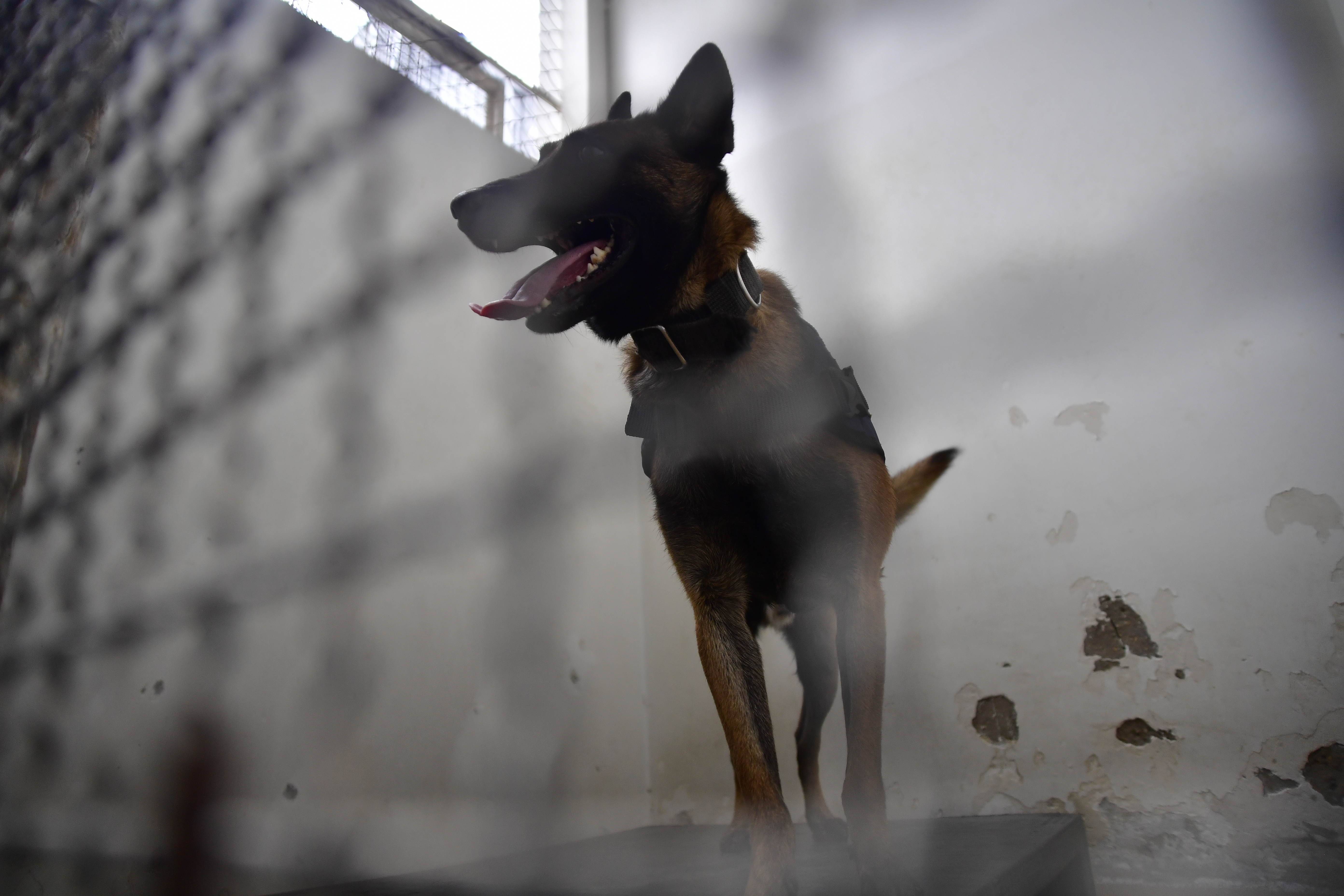 Avanza investigación por la muerte de Limonar, perro de seguridad del aeropuerto