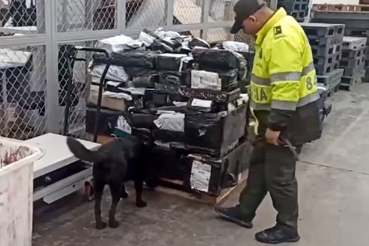 Fénix, el perro que olfateó 20 kg de marihuana ocultos en cilindros en El Dorado