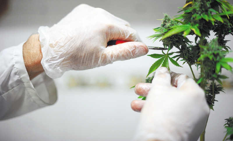 Derivado de la marihuana reduciría convulsiones a la mitad