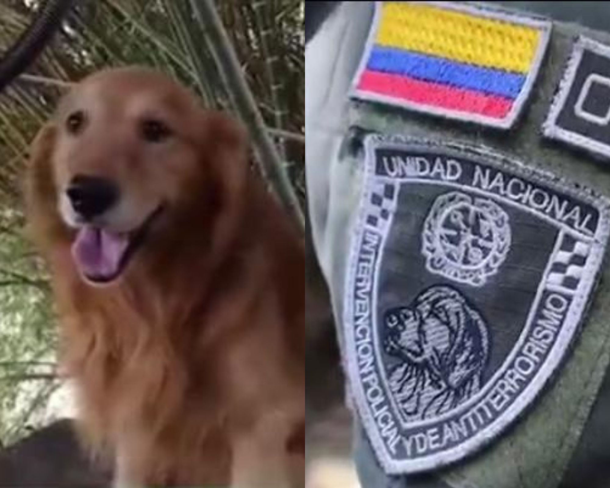 Toro, el perro policía de Cali que aparece en el escudo de la UNIPOL