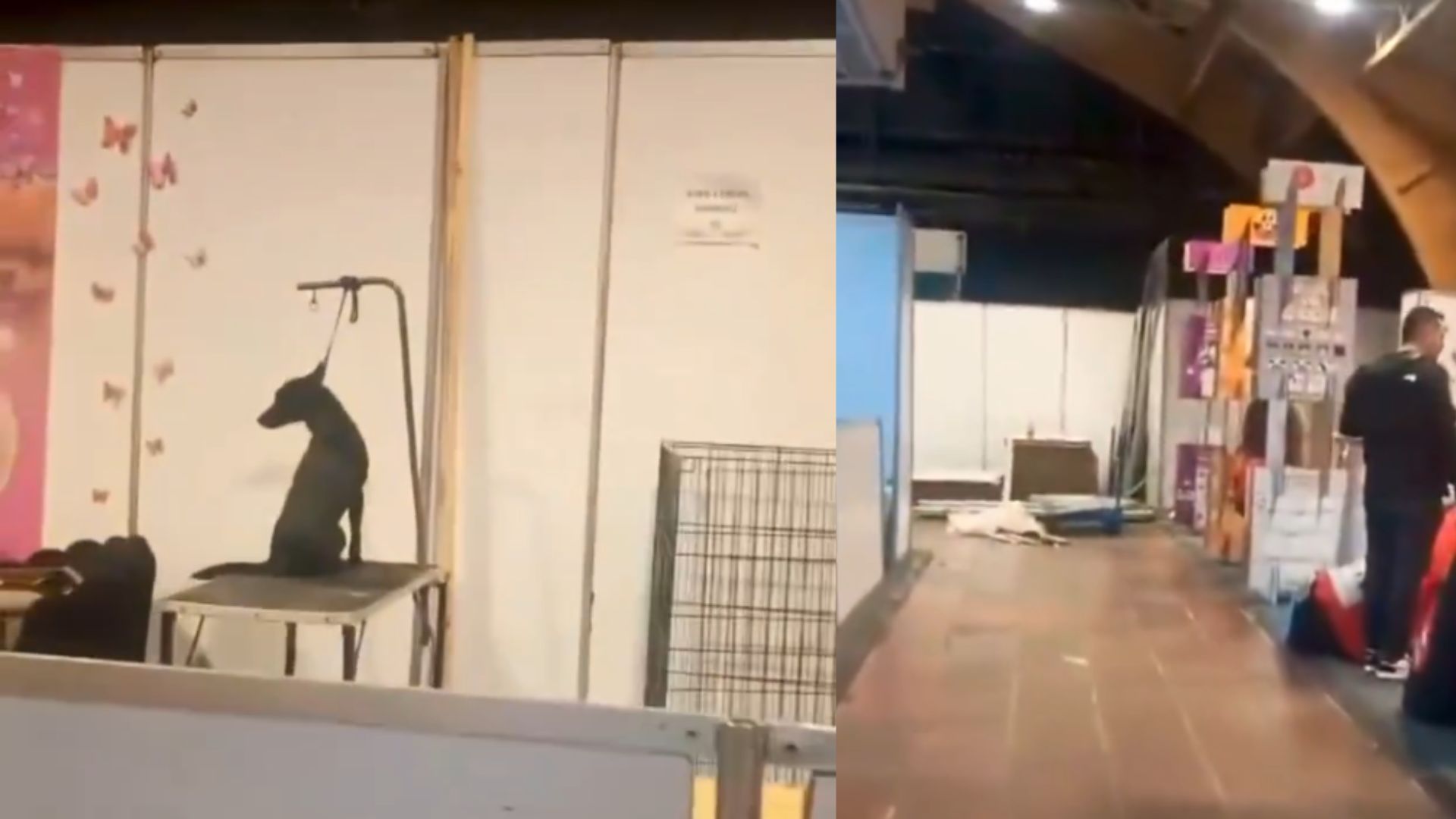 Denuncian animales en malas condiciones en ExpoPet: Distrito respondió