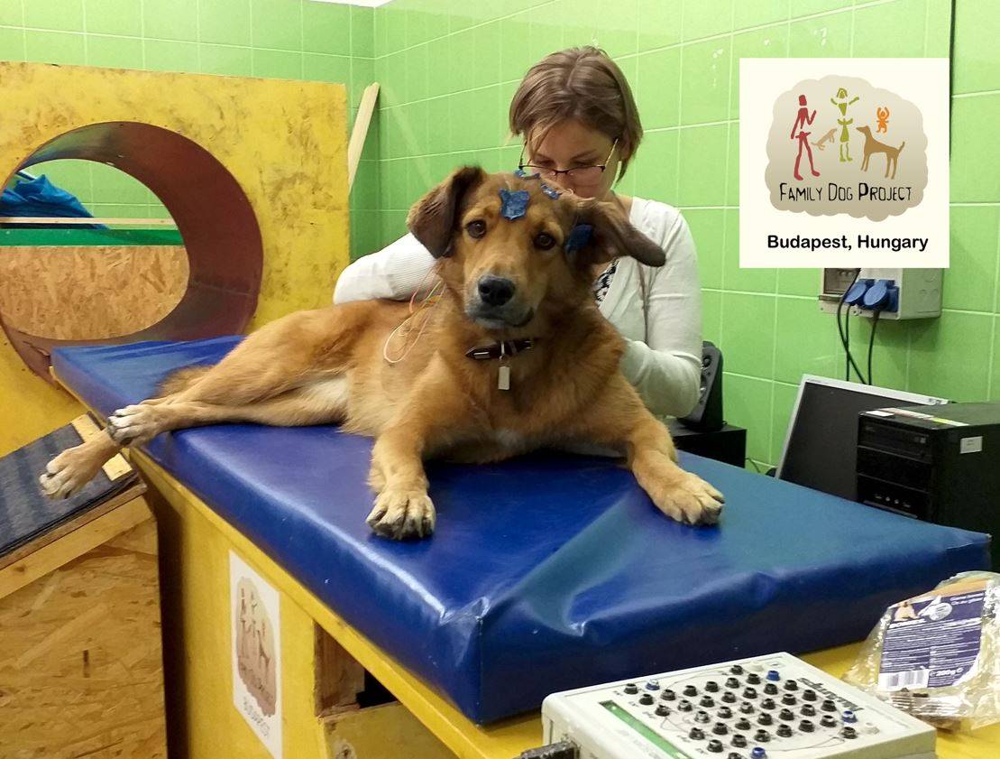 ¿Qué pasa en el cerebro de un perro cuando oye voces humanas?