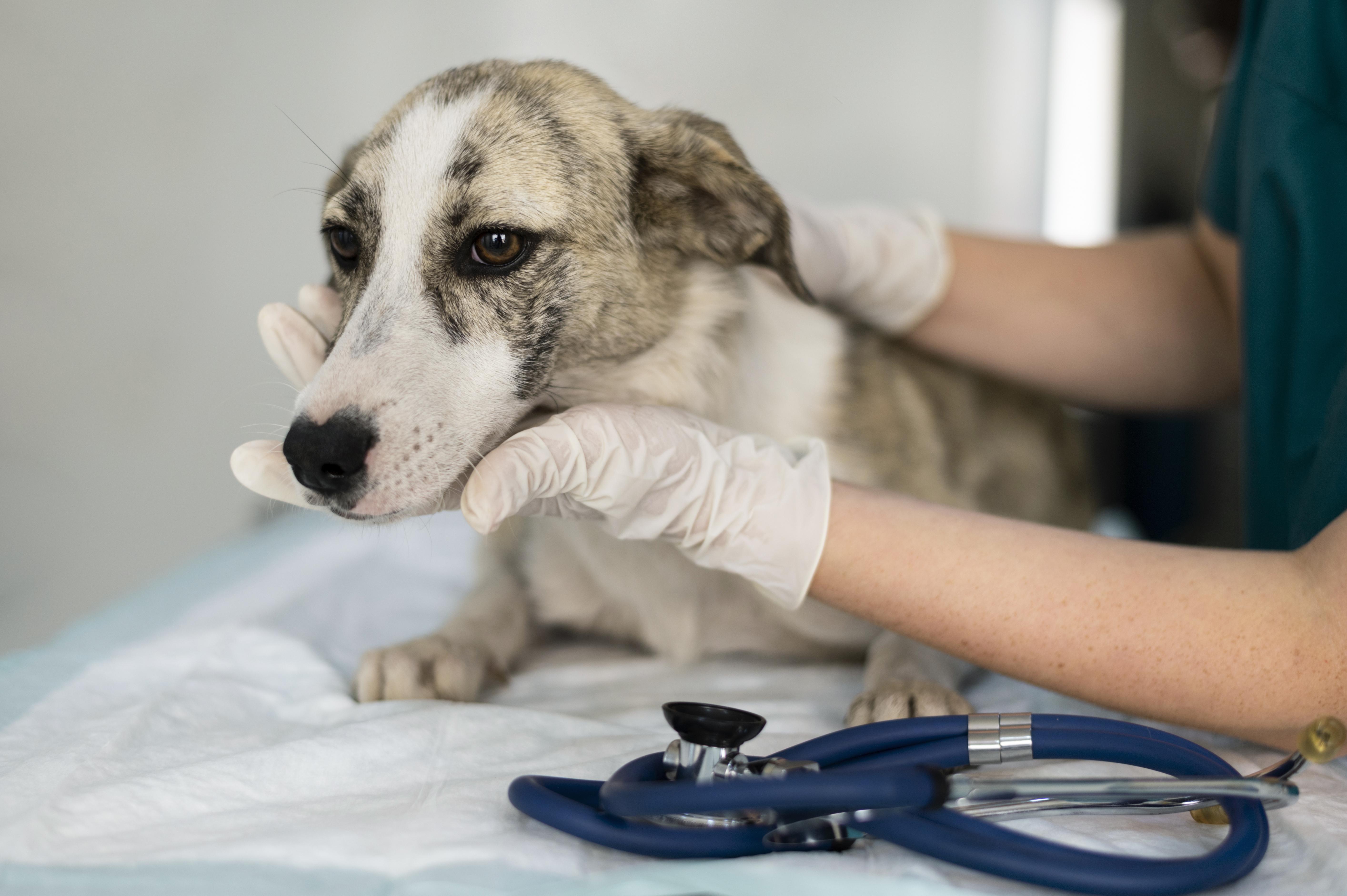 ¿Atropellaste a un perro? Guía de acción rápida y pasos clave para salvarle la vida