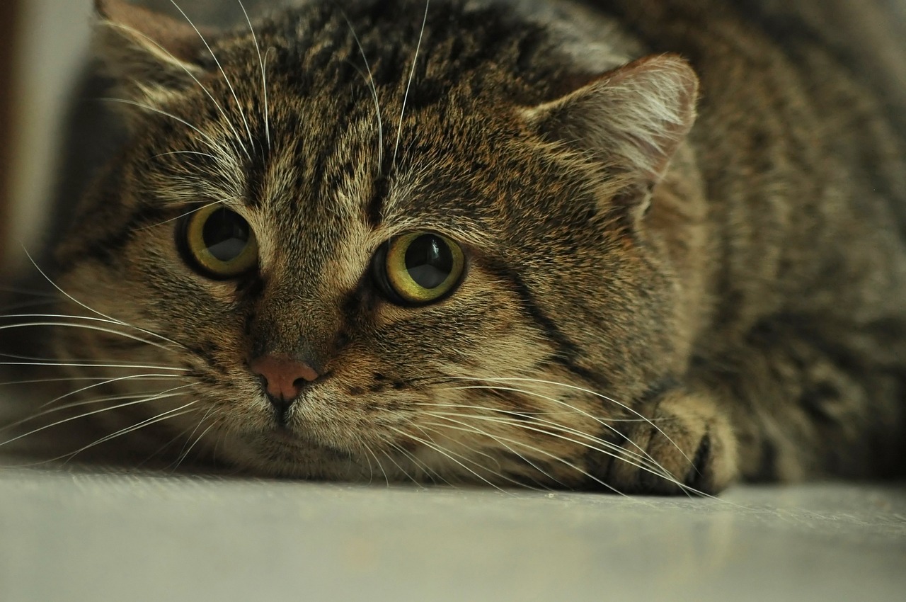 ¿Cómo ganarse la confianza de un gato? Siga estos consejos