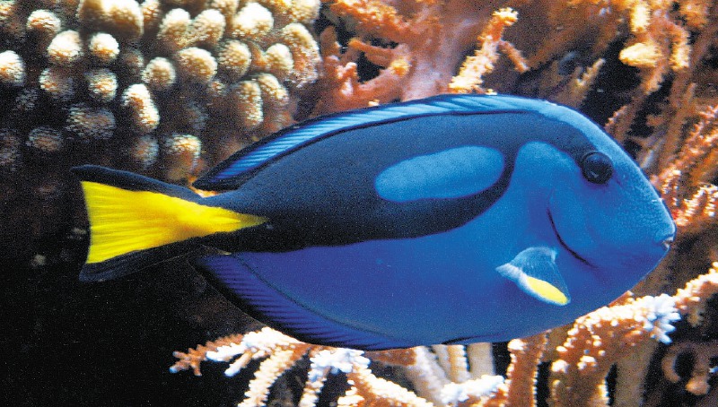 El riesgo que puede generar “Buscando a Dory”