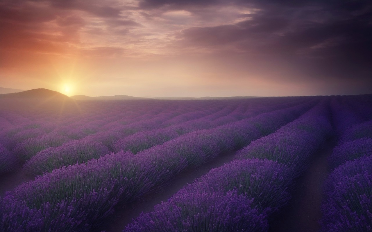 ¿Dónde puede ver los famosos campos de flores de lavanda en Francia?