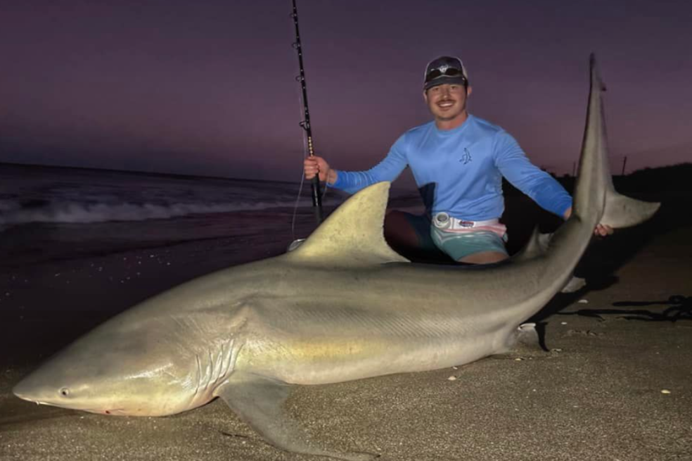 Pescador capturó un enorme tiburón toro en Miami Beach y luego lo liberó