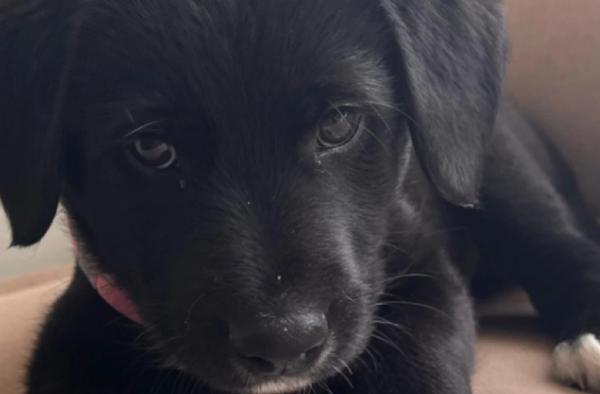 “Solo tienes negros”: el indignante mensaje que recibió una fundación de cachorros