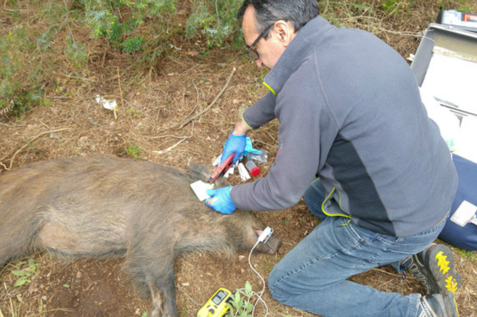 Anticonceptivos para fauna salvaje, ¿la nueva alternativa a la caza de control?
