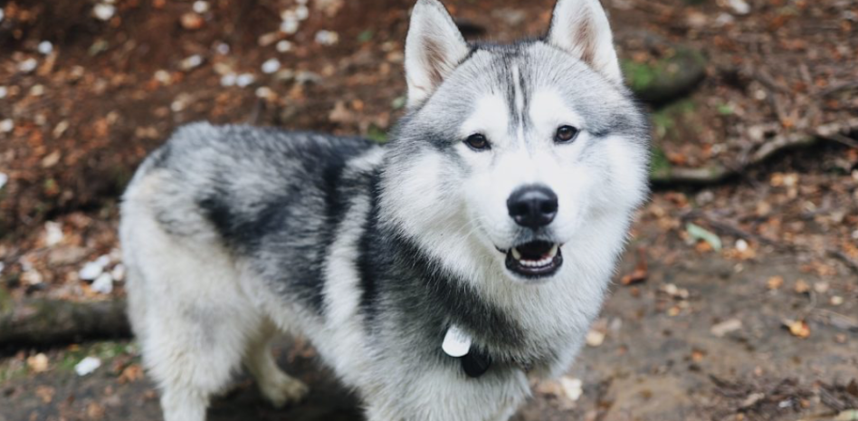 Perrito salvó a todo un vecindario de una explosión: esta es su historia