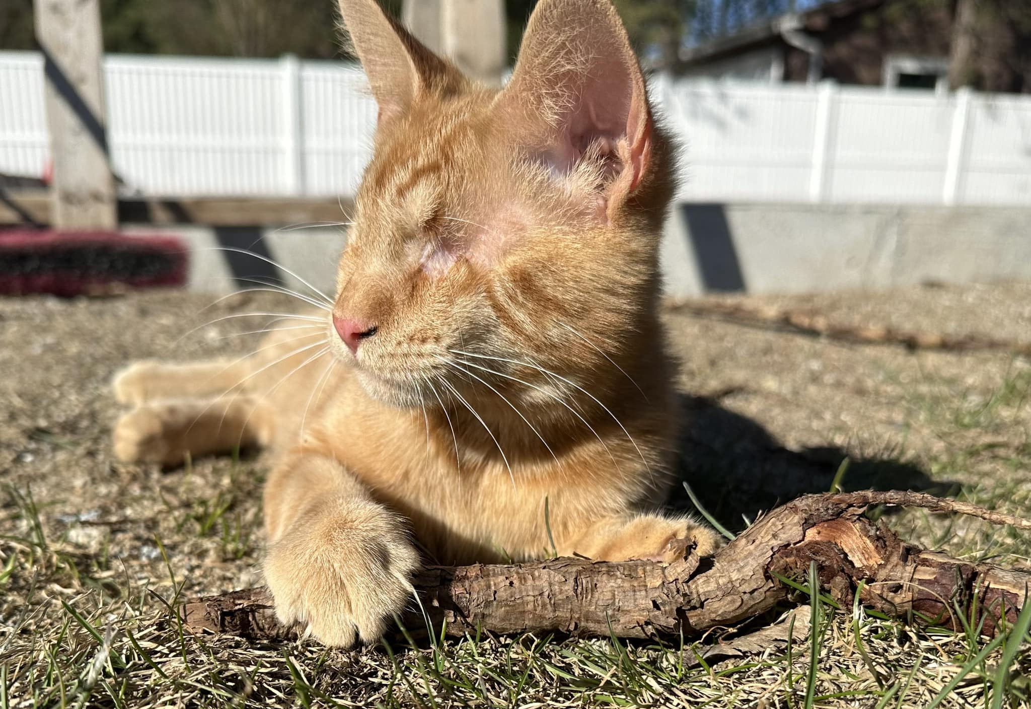 Perdió sus ojos, pero encontró un hogar: gato callejero tuvo una segunda oportunidad