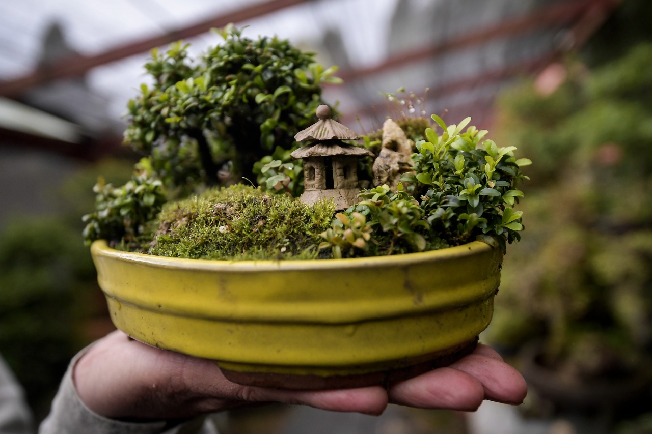 El Penjing es el arte de crear paisajes enteros en miniatura dentro de un recipiente, utilizando árboles, rocas, puentes y demás figuras.