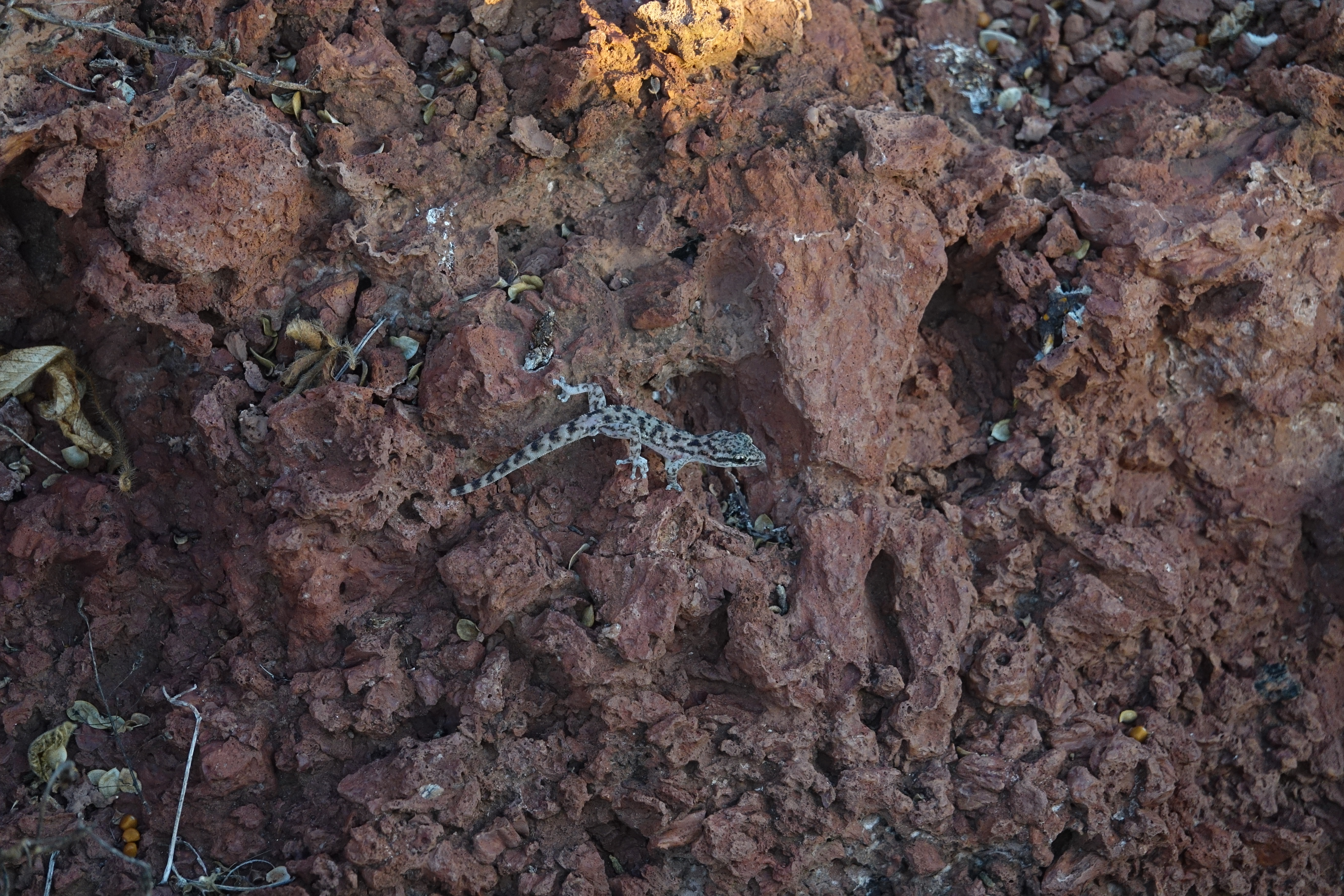 Gecko de dedos con hojas (Phyllodactylus maresi).