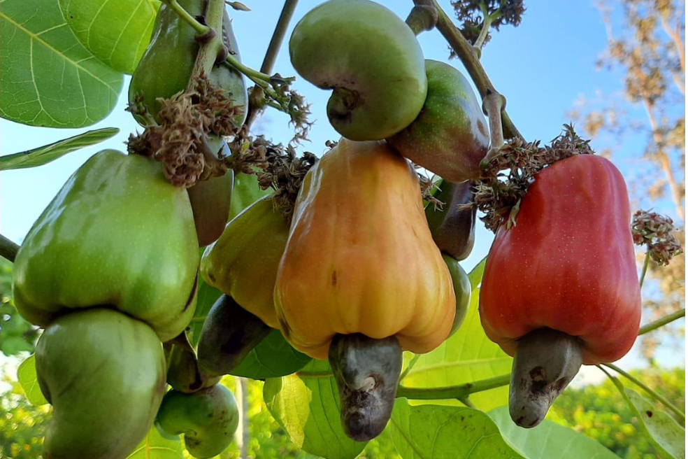 El cultivo de marañón se da en solo cinco departamentos de Colombia; Vichada es el más importante de ellos y Atlántico el menor productor.