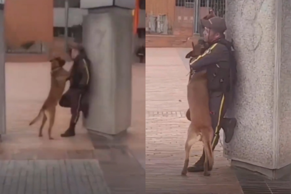 Momento único: graban a perro y guardia abrazados mientras hacían turno en Bogotá