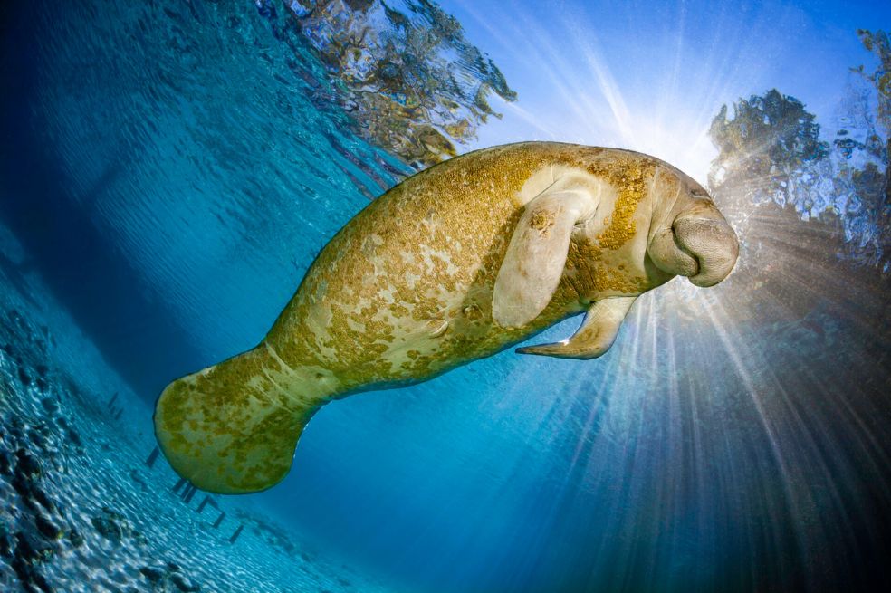 La imagen de este manatí nadando en Crystal River, Florida, fue tomada por David Fleetham, quien recibió una mención honorífica.