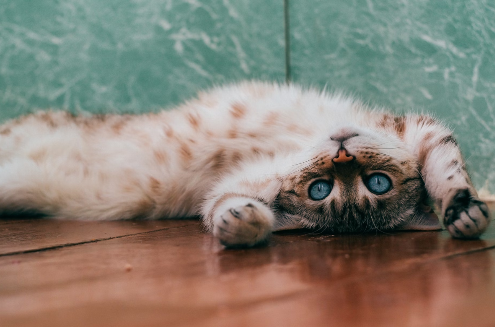 Esto significa que los gatos muestren su barriga a las personas