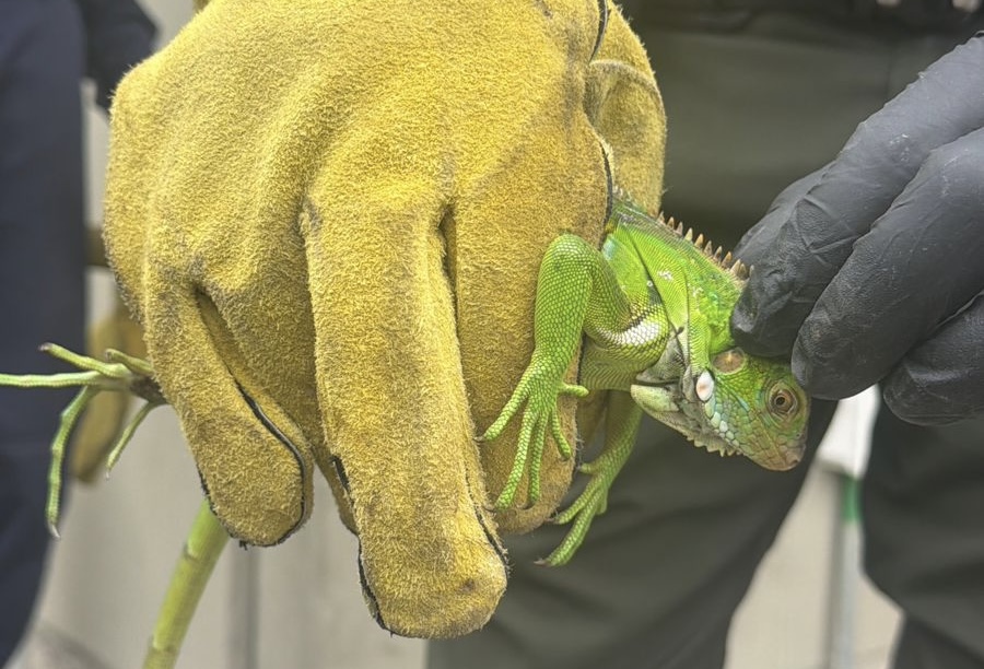 La iguana fue hallada al interior de un camión de carga procedente de San José del Guaviare y rescatada en Sibaté.