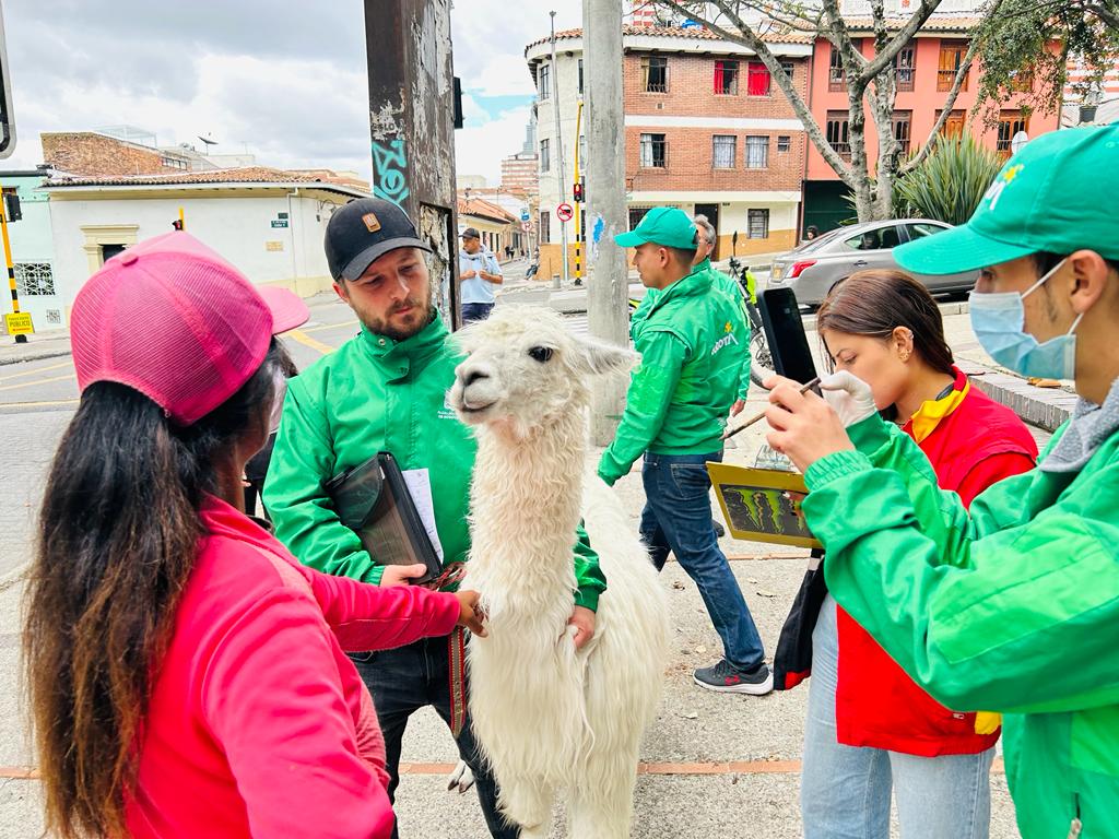 Le fracturan brazo a gestor de convivencia, en operación de protección animal