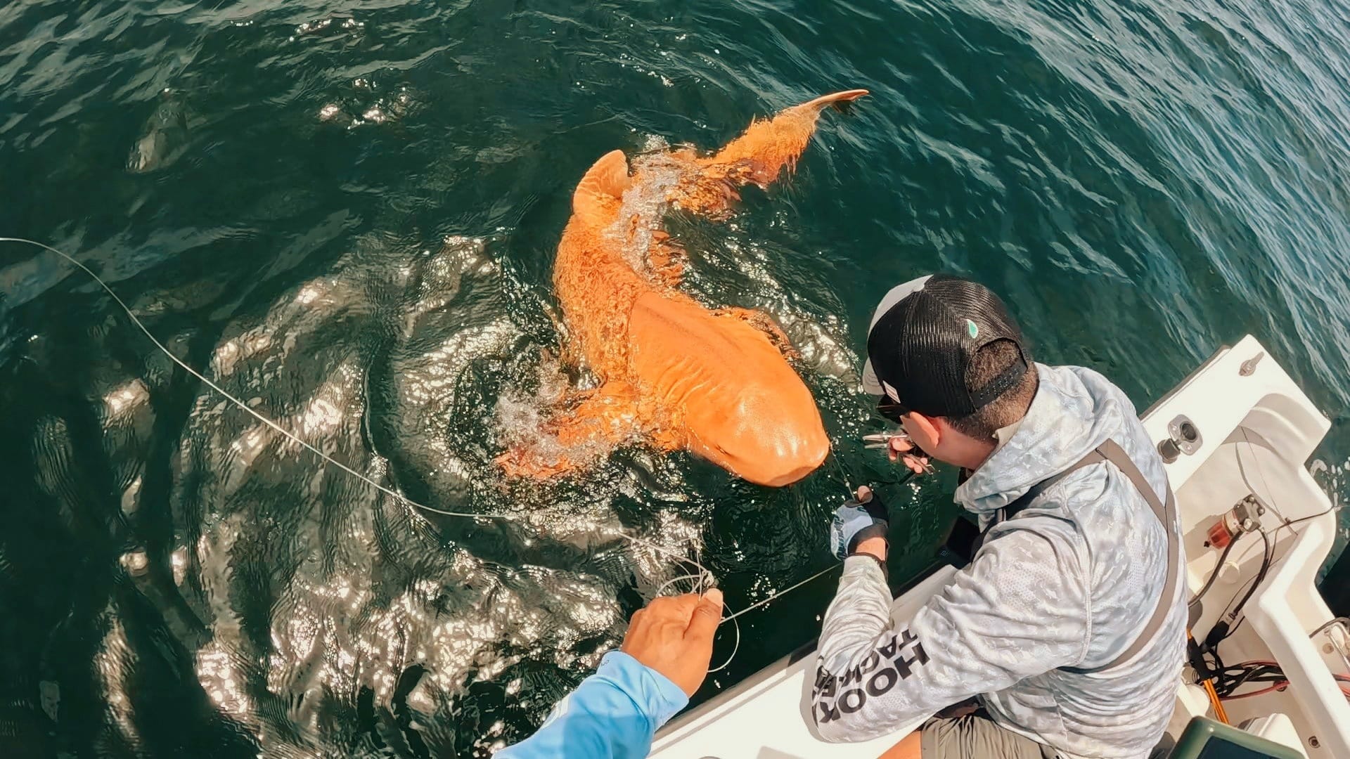 Registran por primera vez un tiburón gato naranja. ¿Por qué tiene ese color?