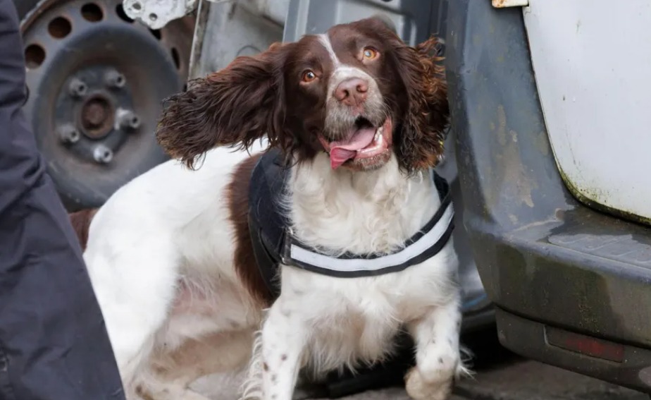 De víctimas a héroes: perros rescatados ahora ayudan a combatir el crimen