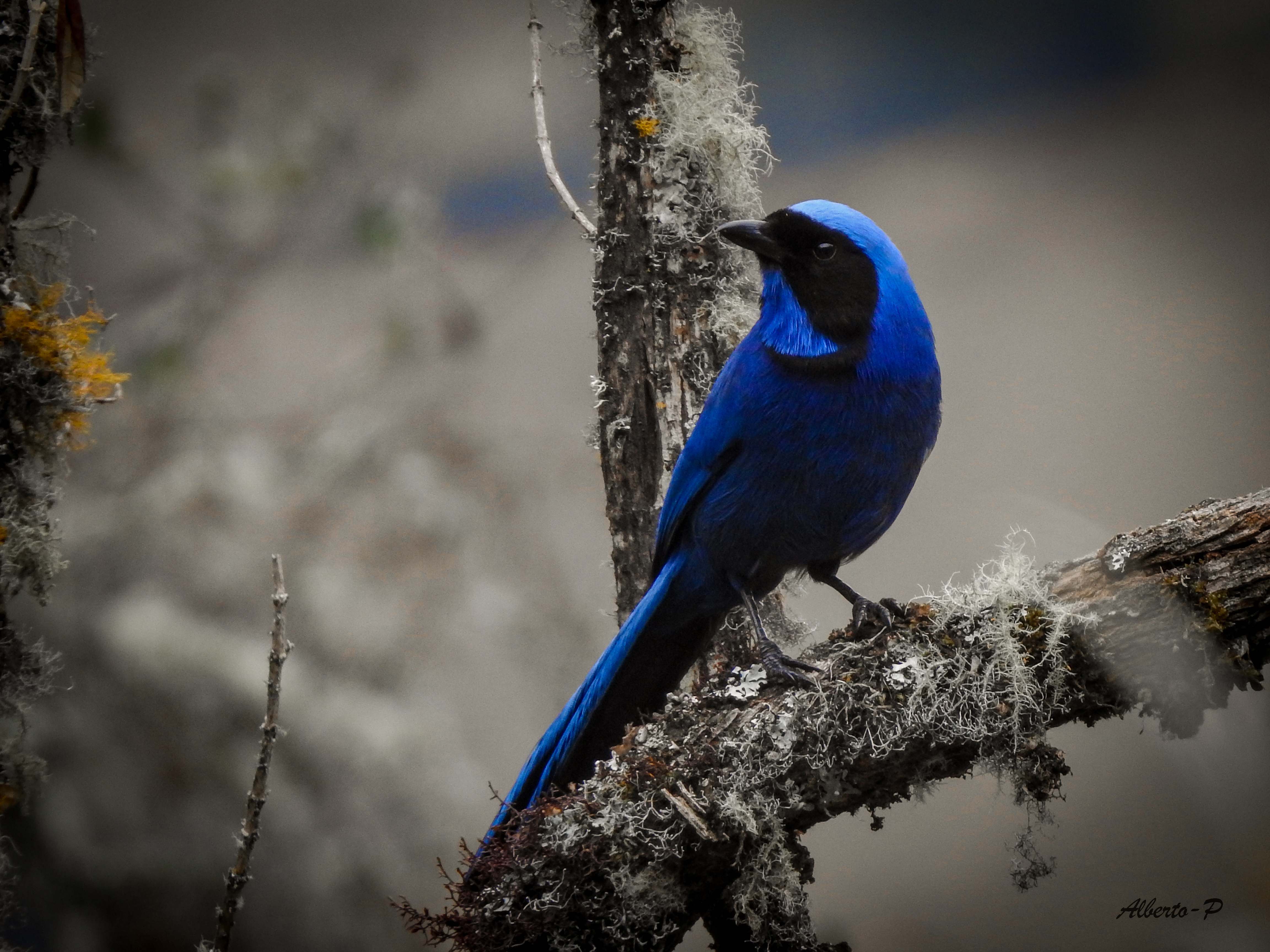 (Fotos) Estas son las aves que puede encontrar en el Páramo del Almorzadero