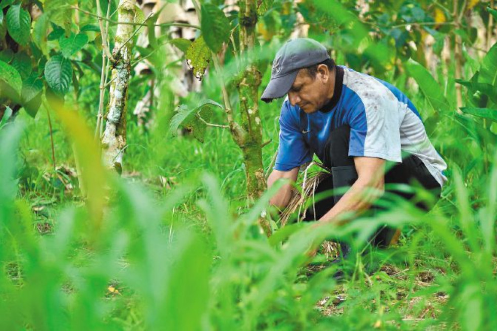 Acuerdo de Paz: solo se ha cumplido el 11% de las disposiciones ambientales