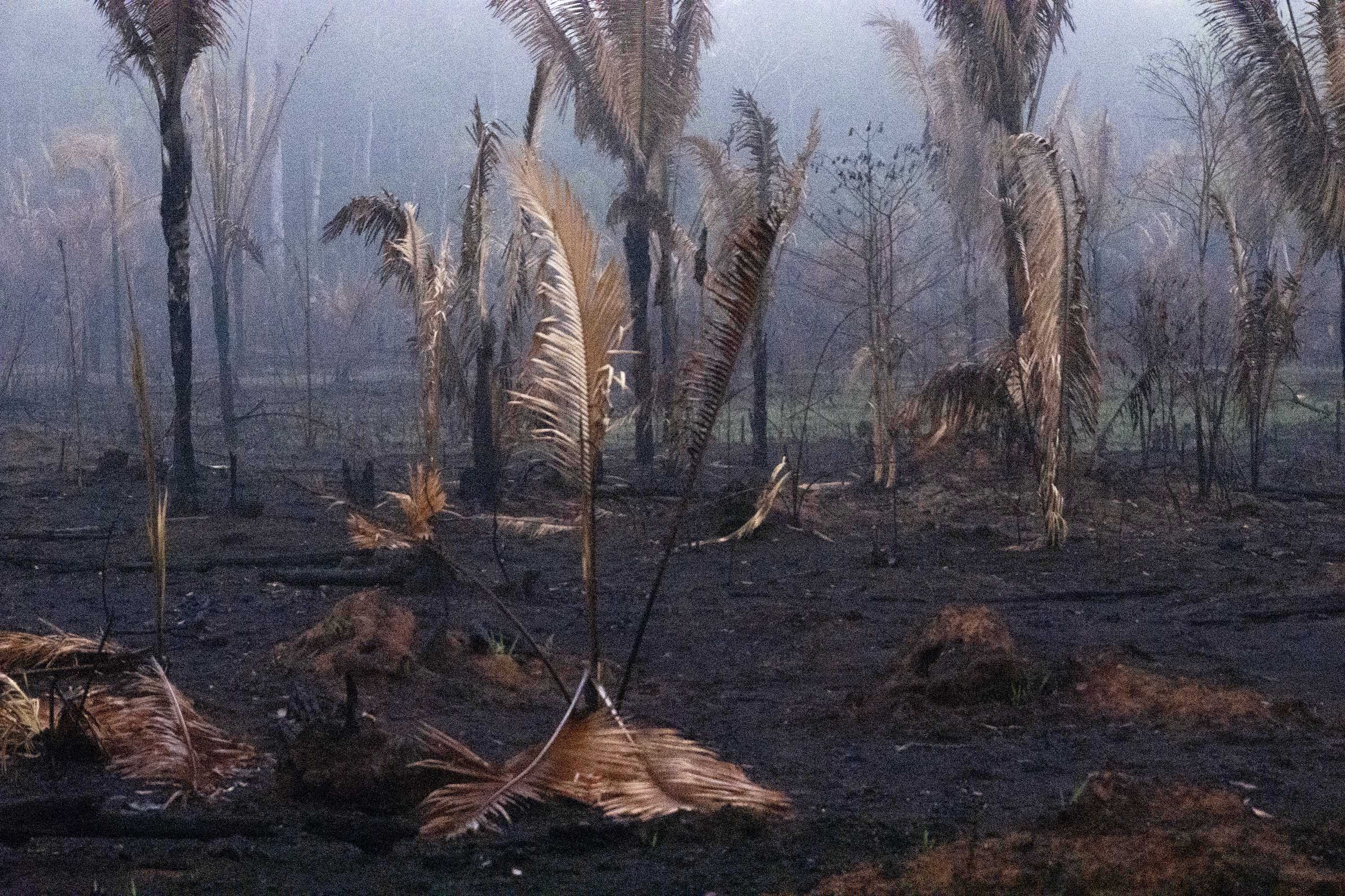 2020, otro año negro para el medio ambiente en Latinoamérica