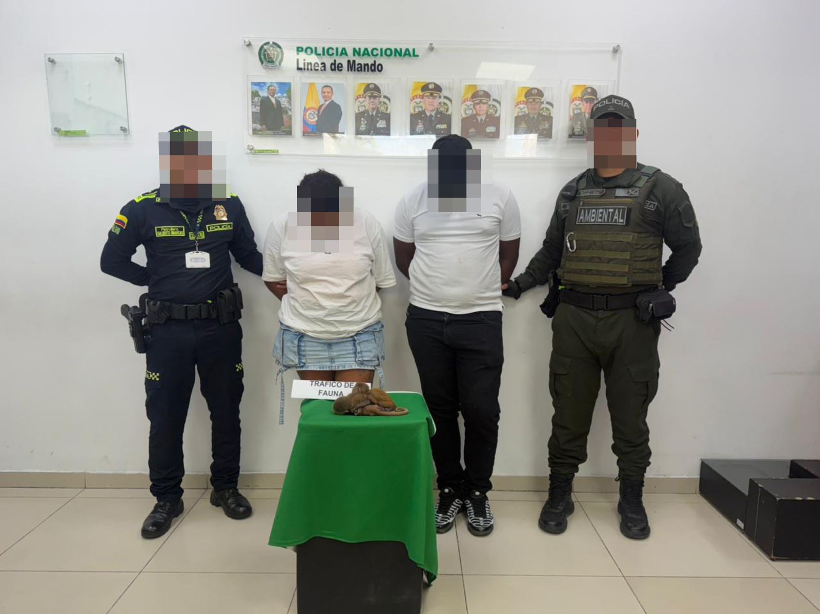 Capturaron a una pareja que escondió primates en sus partes íntimas para traficarlos