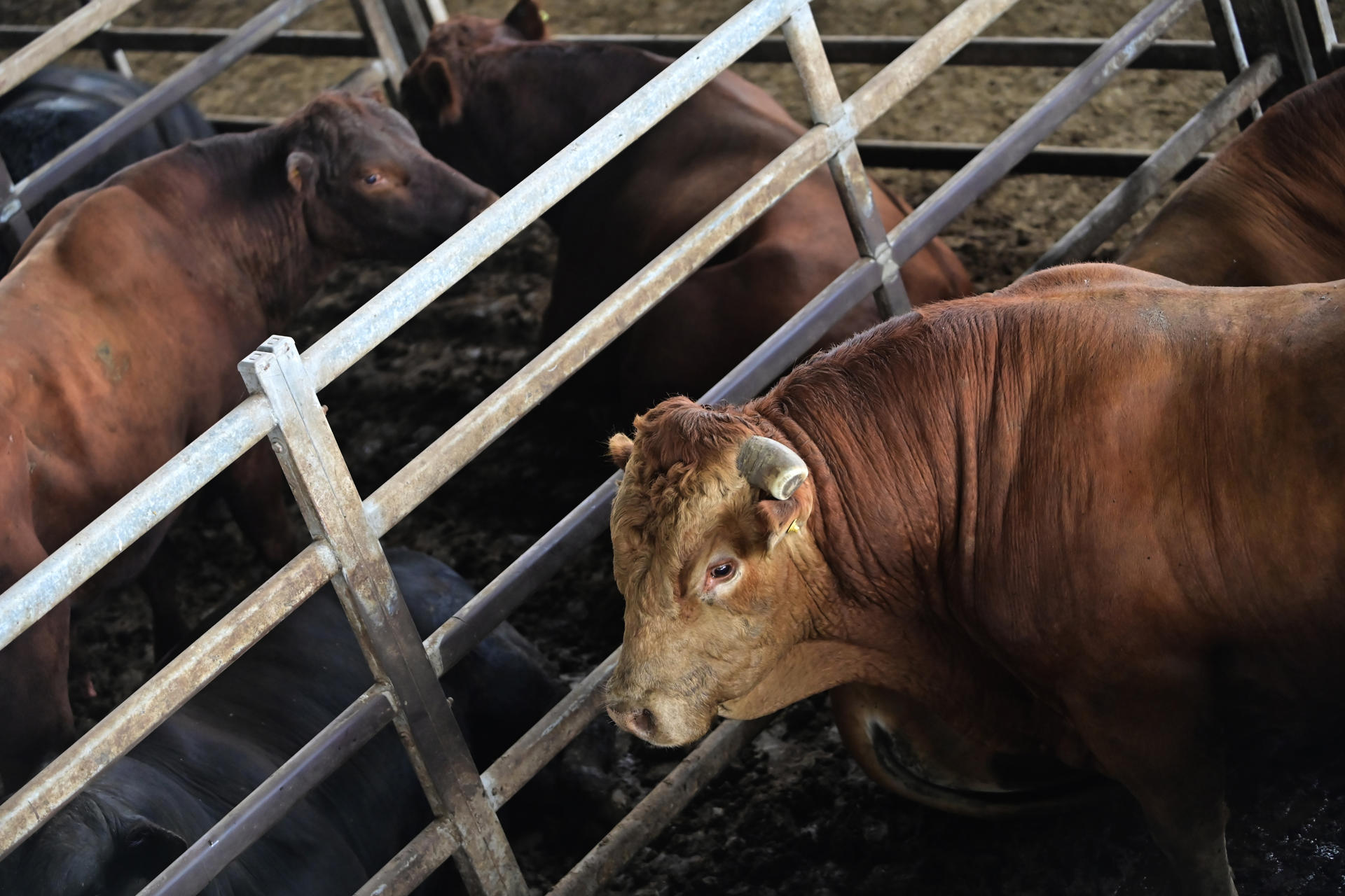 Ganaderos del Caribe alertan crisis por sequía: hasta 6.400 productores estarían afectados