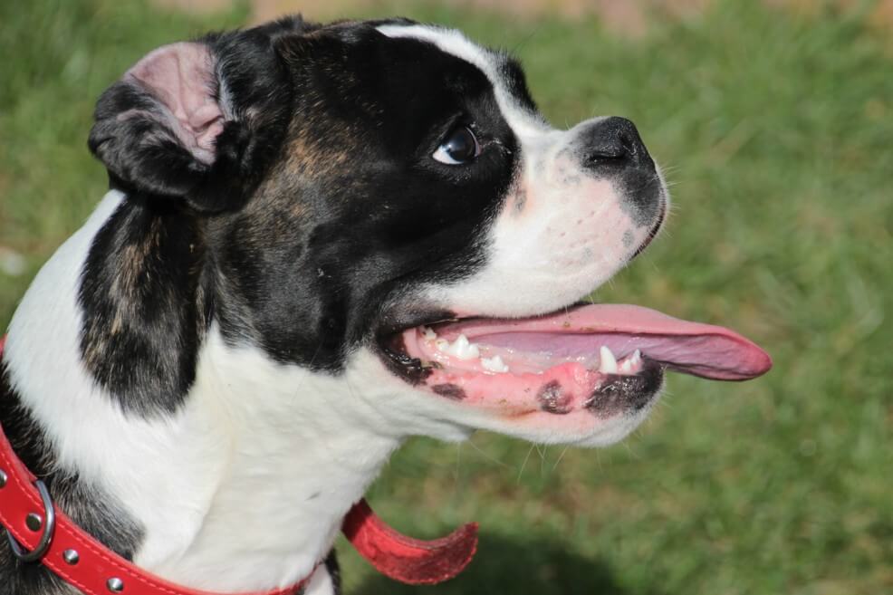 Amputan brazos y piernas a una mujer tras ser infectada por la saliva de su perro