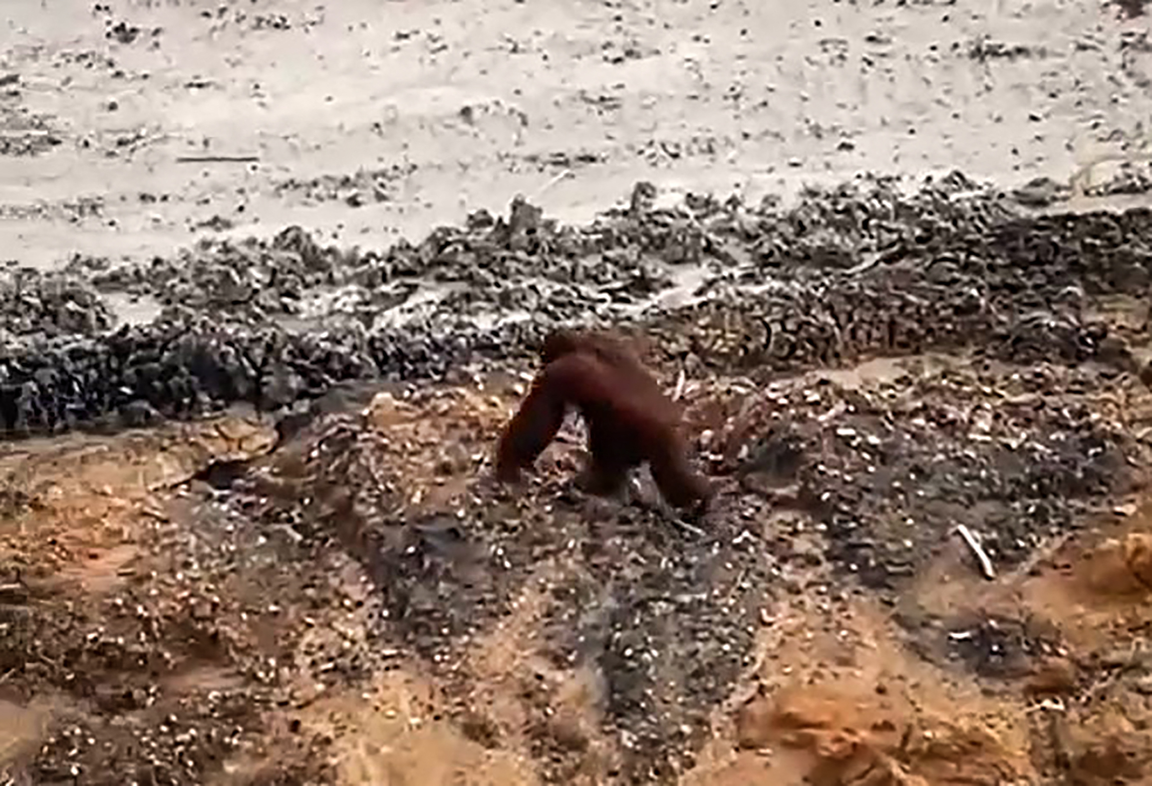 Un orangután aparentemente desorientado fue visto en una mina en Indonesia