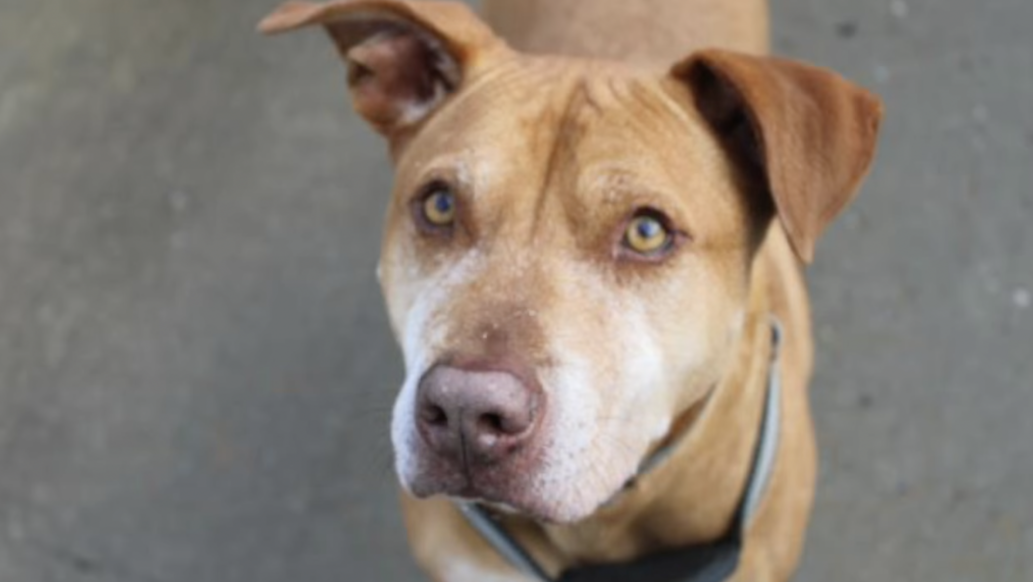 Perrito fue adoptado: era el residente más antiguo del refugio